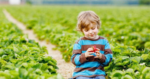 Cara Mengatasi generasi strawberry